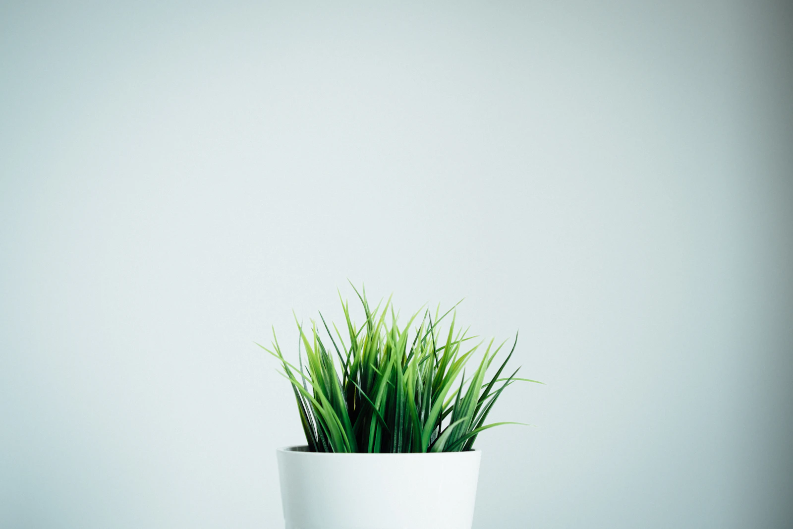 Plantas en un florero blanco