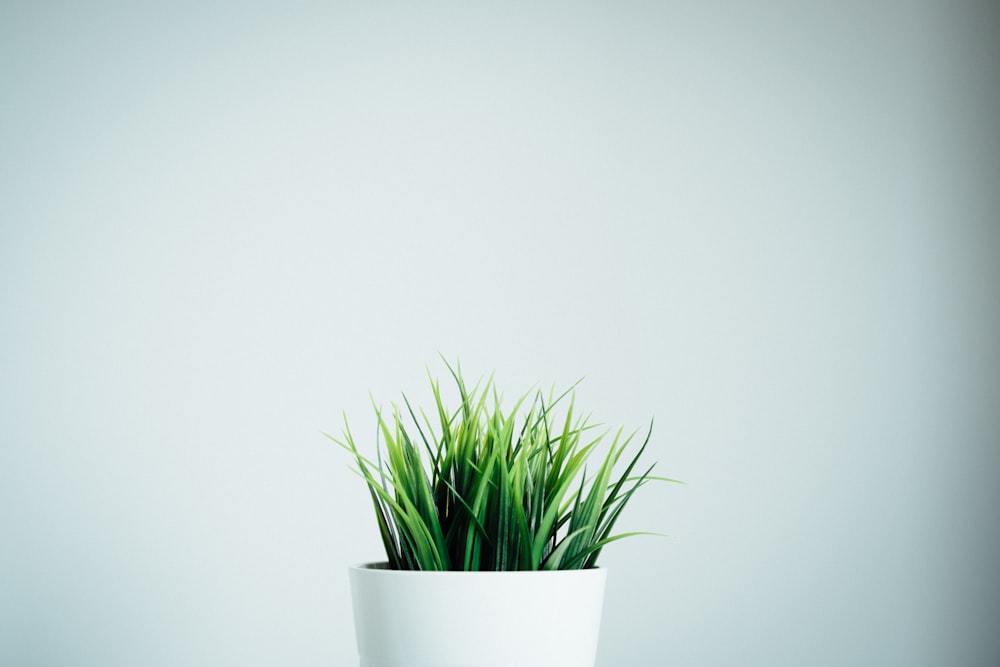 plantas de folhas verdes no vaso de cerâmica branca