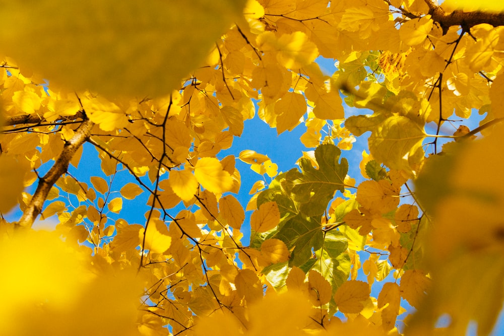 yellow leafed tree during daytime