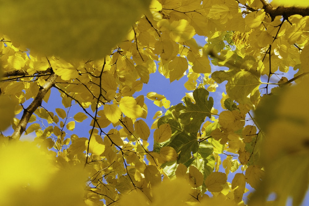 日中の黄色い葉の木