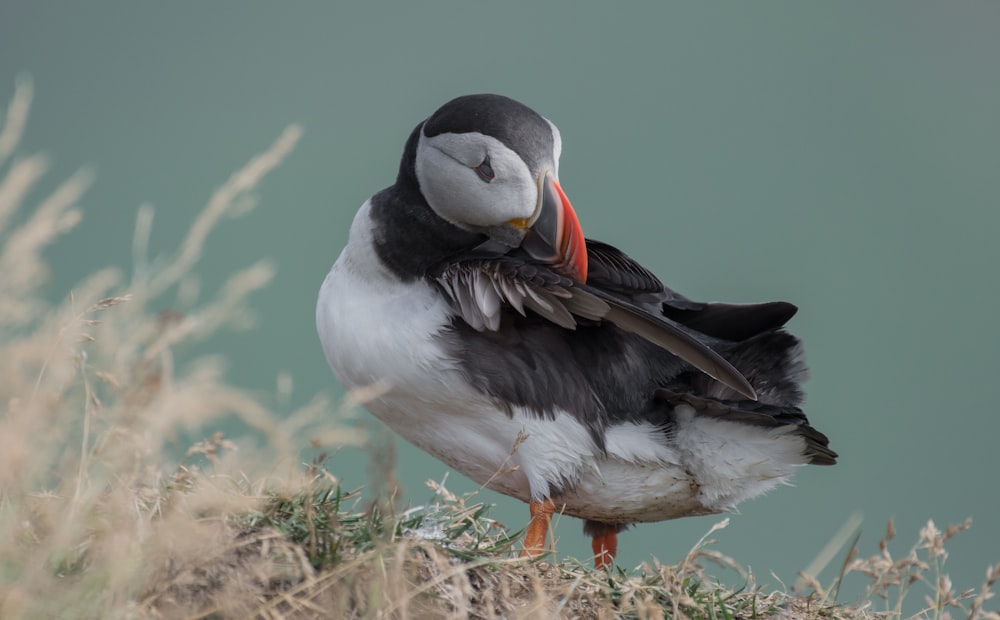 Pájaro frailecillo en la hierba