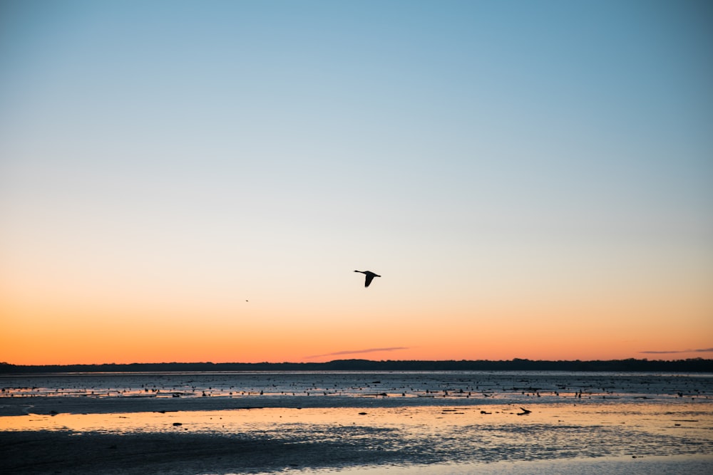 flying bird over body of water under blue sky