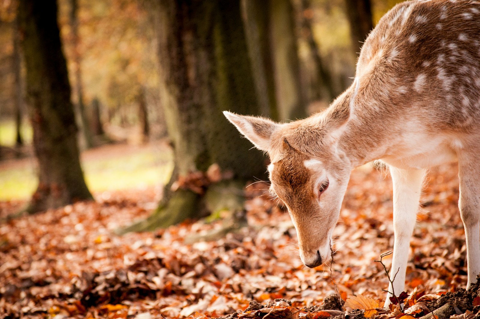 Nikon D90 + Nikon AF-S DX Nikkor 55-200mm F4-5.6G VR sample photo. Photo of wild doe photography