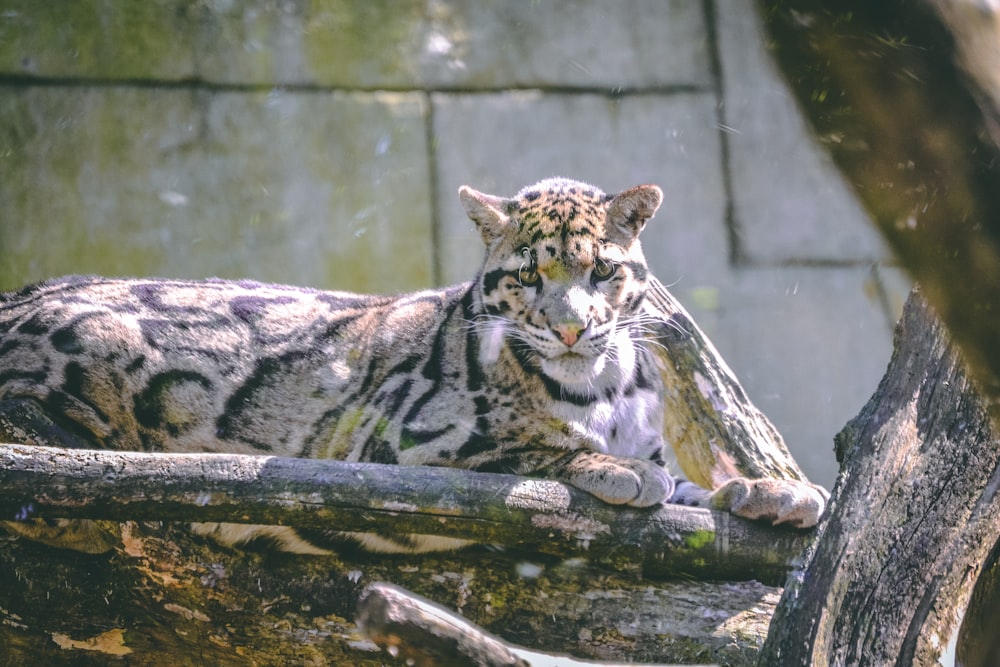 brown and black wildcat on the tree