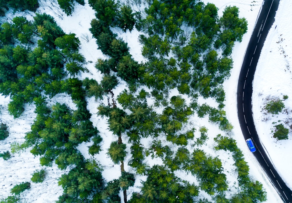 bird's eye view of trees