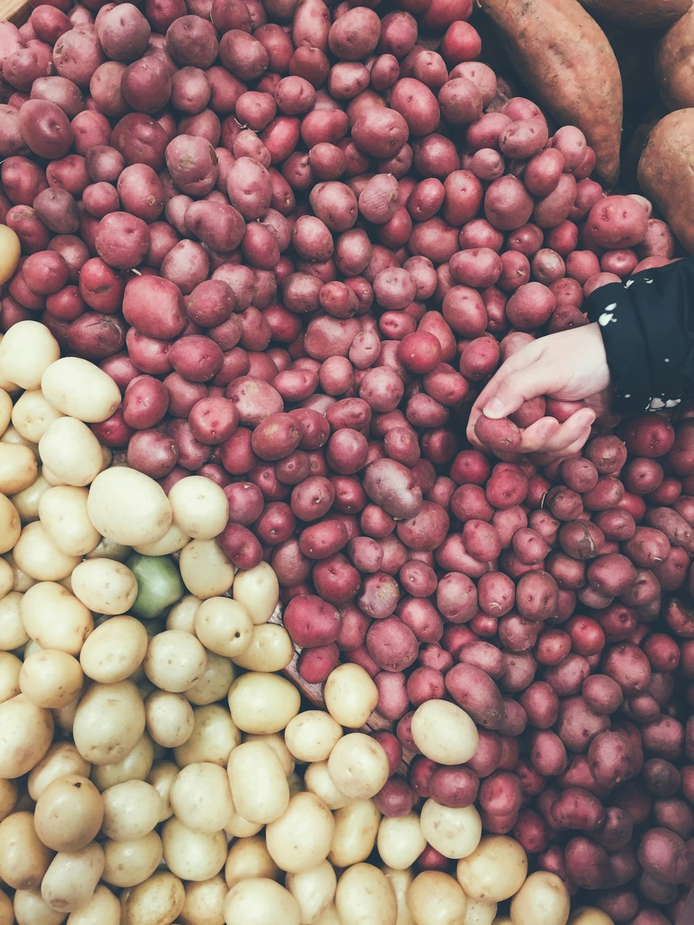 Person, die rote Kartoffeln in der Hand hält