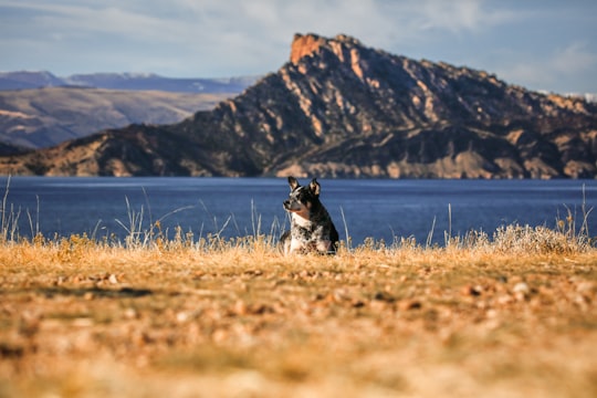 white and black dog lying on field near body of water in Flaming Gorge Reservoir United States