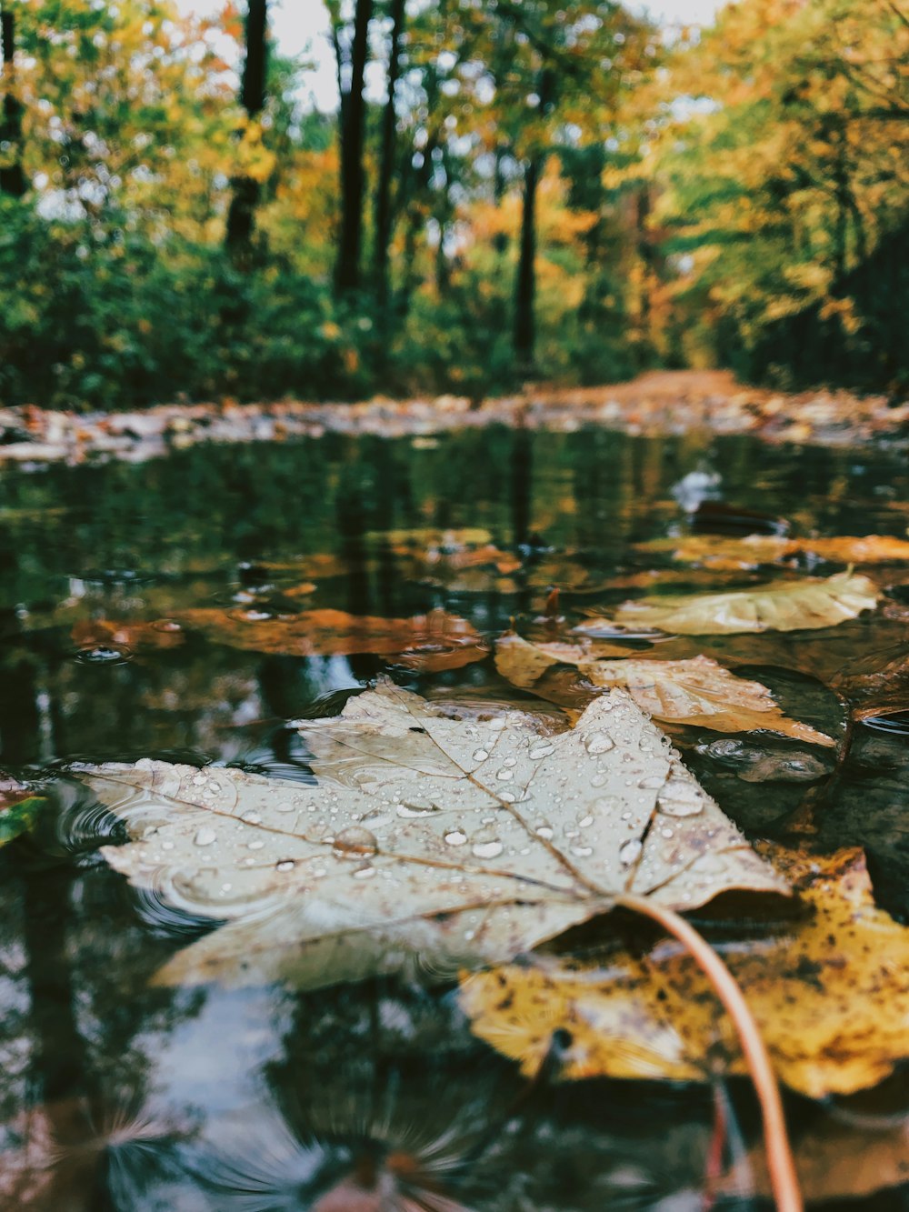 수역에 있는 나뭇잎의 선택적 사진
