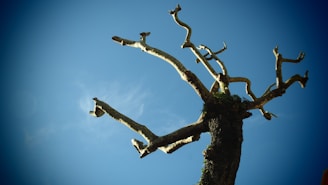 brown barked tree low angle photography