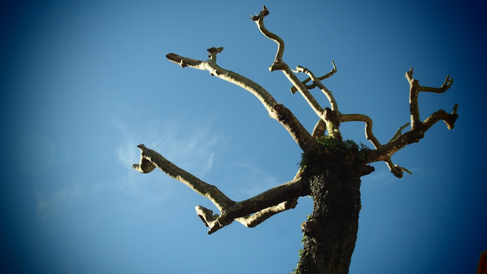 brown barked tree low angle photography