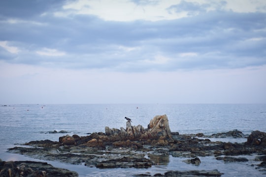 bird standing on stone under cloudy sky in Pittulongu Italy