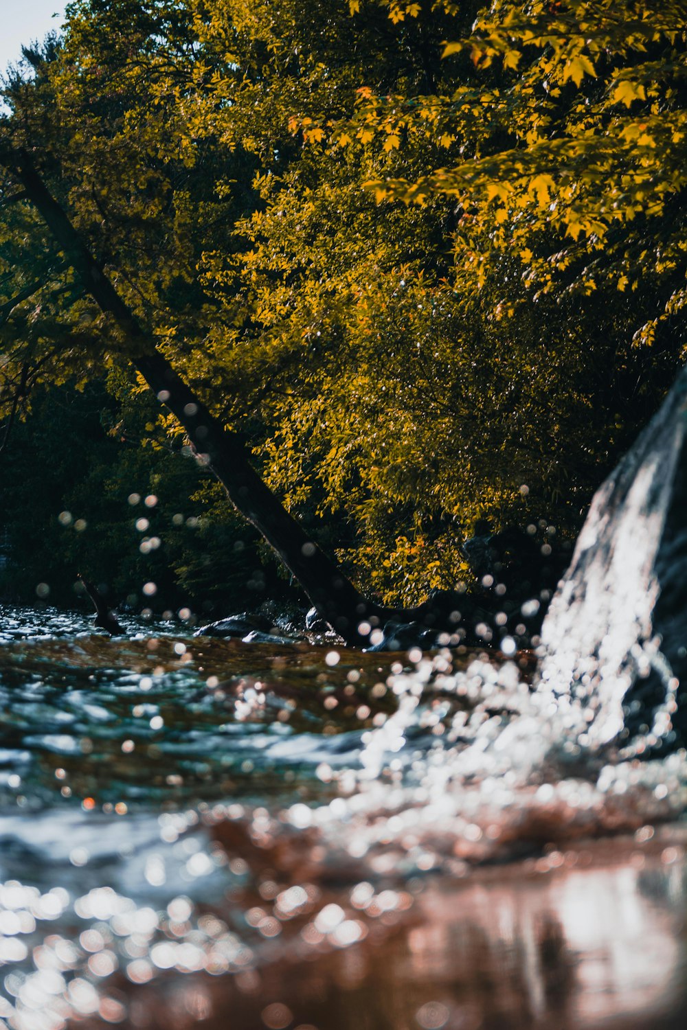 water flowing beside tree