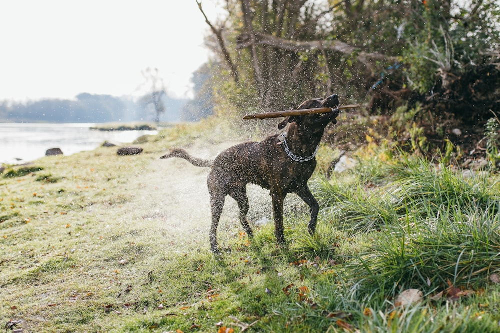 black dog perching wooden stick while shaking off water
