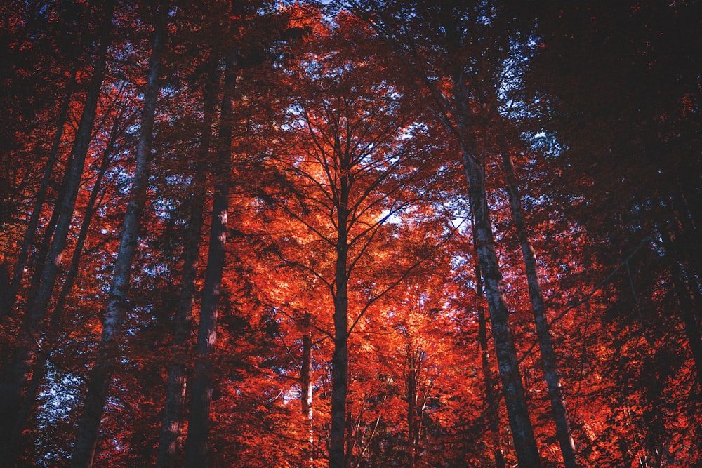 Vista dal basso dell'albero a foglia d'acero