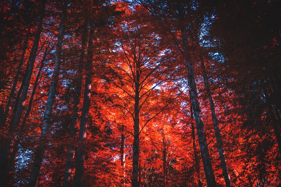 low-angle view of maple leafed tree