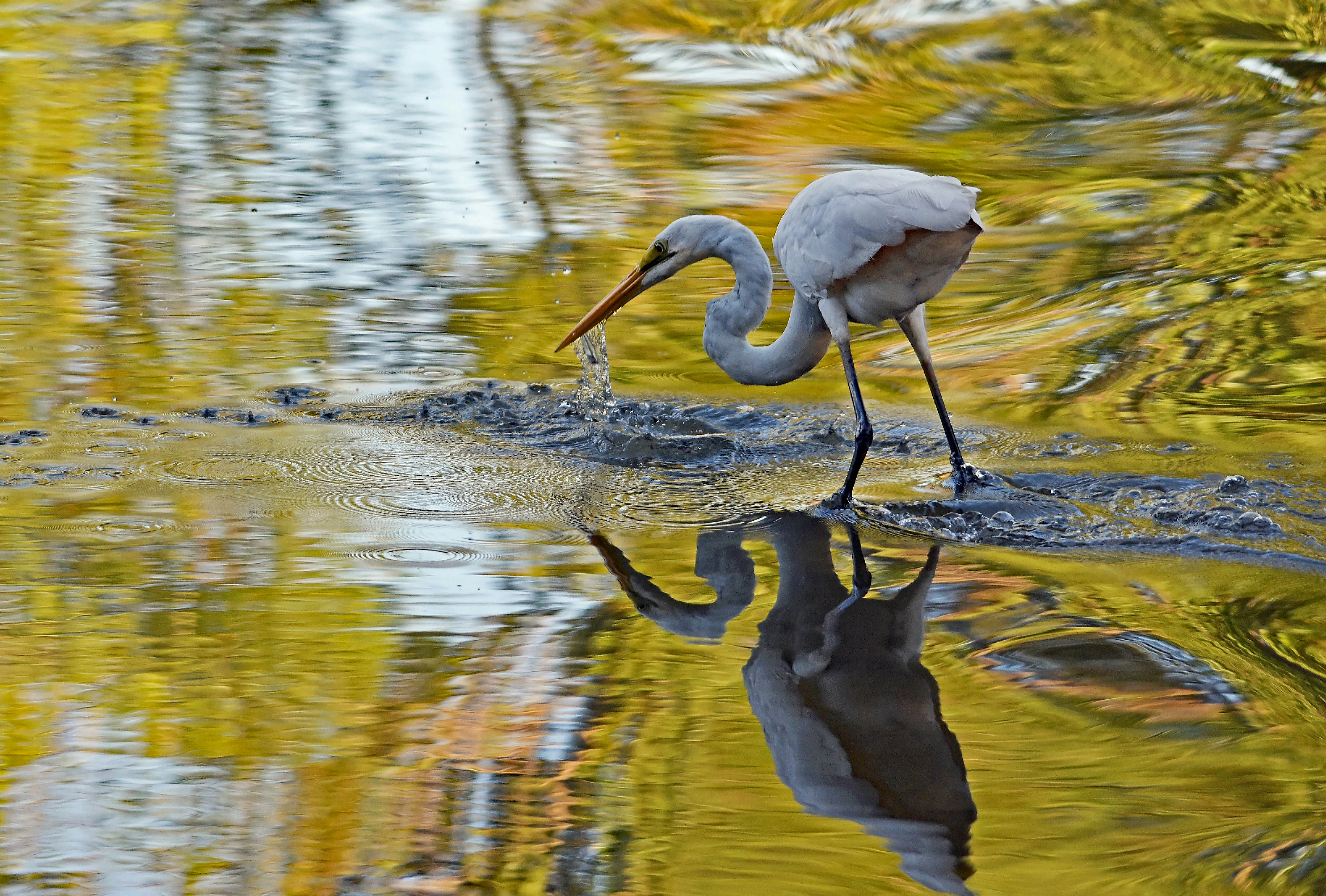 white flamingo on body of water