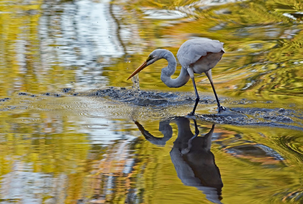 white flamingo on body of water