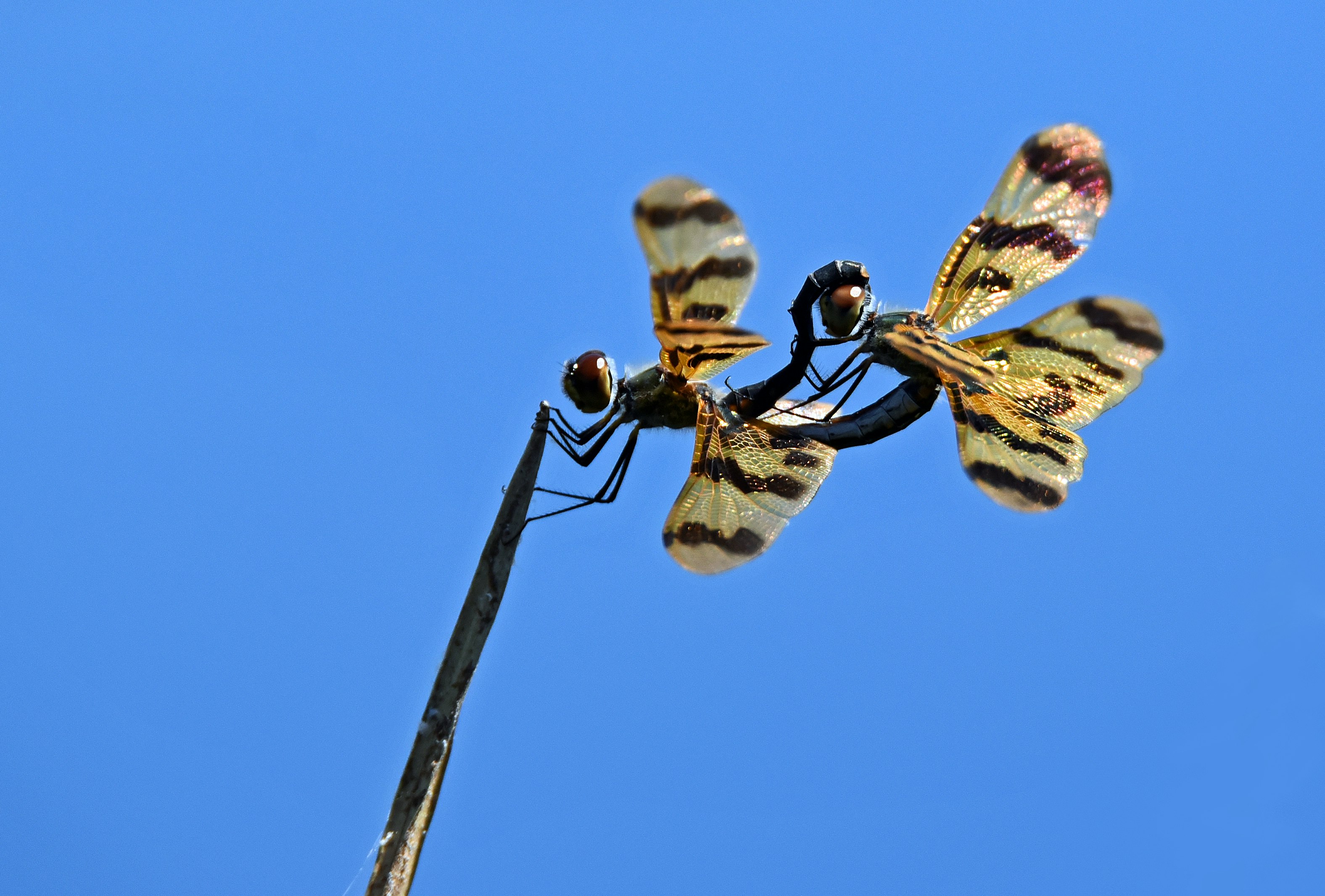 two brown dragonflies perching on branch