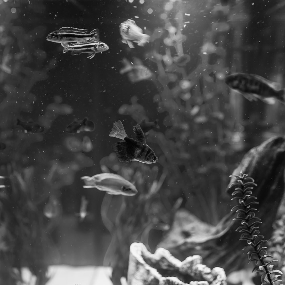 grayscale photography of fishes