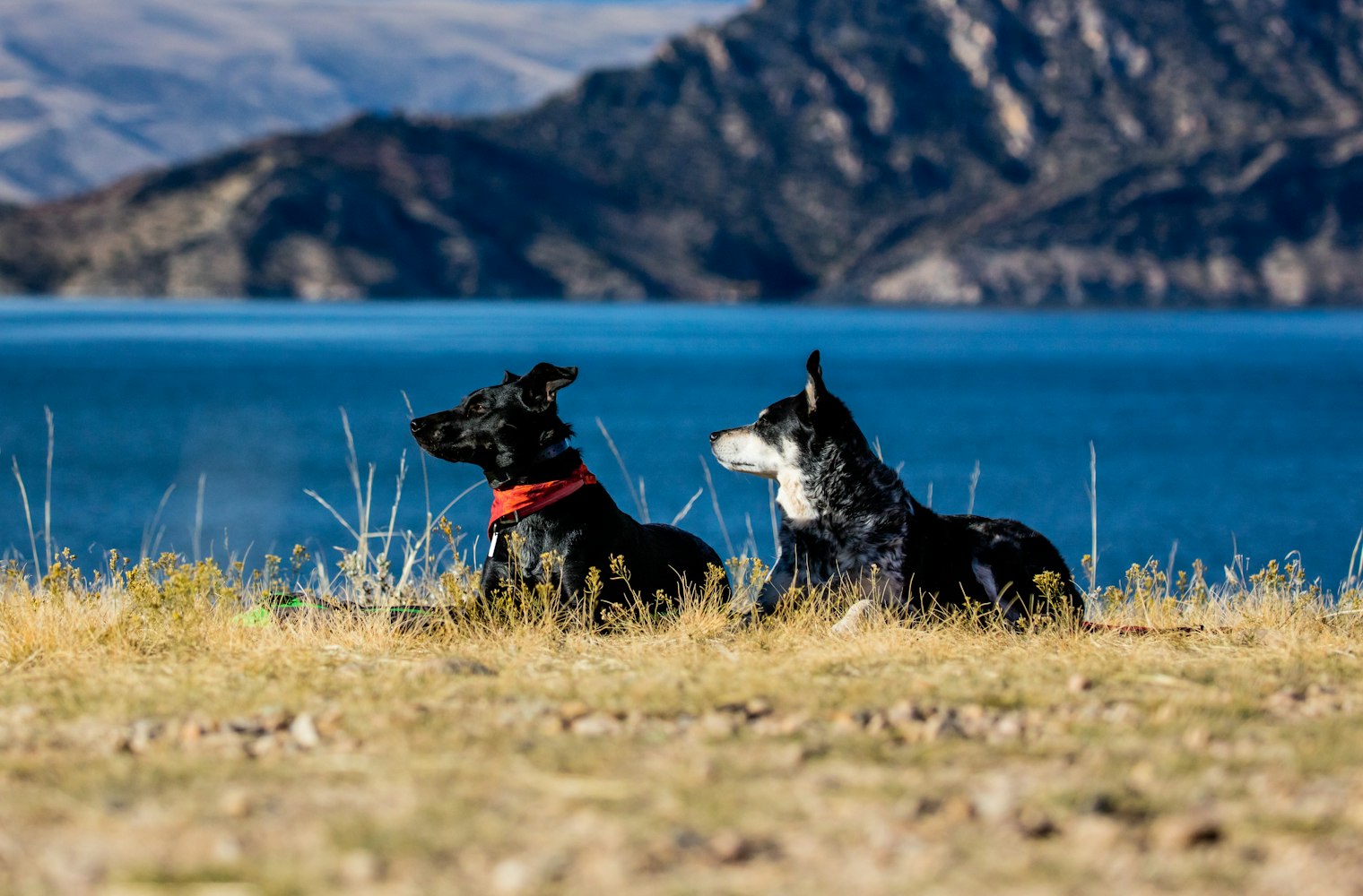 Two dogs laid down in the grass on a hill with mountains and a lake behind them