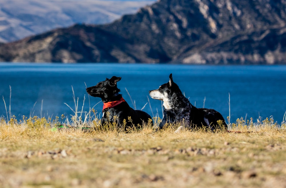 two short-coated black dogs lying near lake