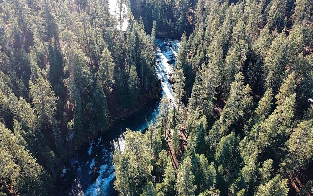 areal photography of pine trees