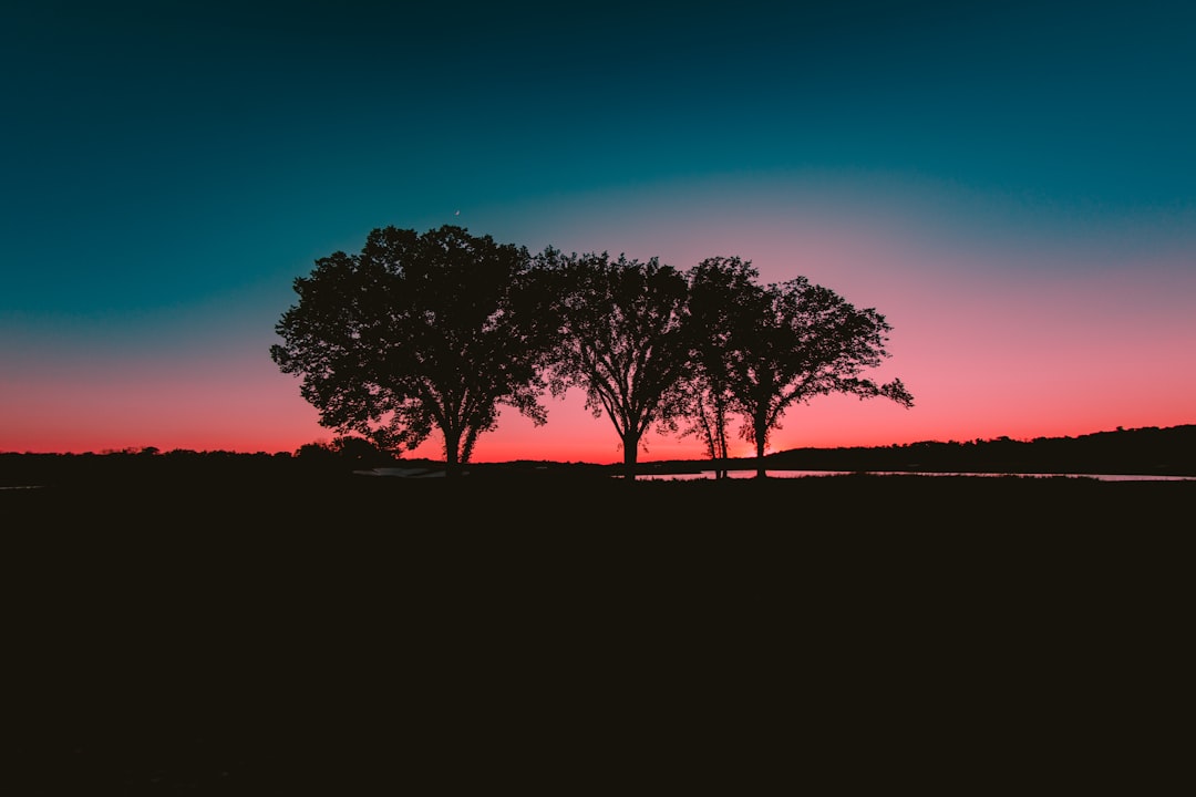 green trees under blue and pink sky during daytime