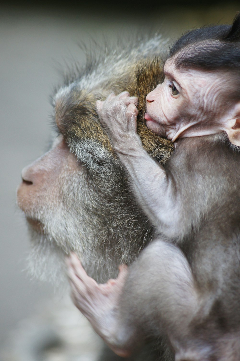 Macaco bebê no macaco cinza