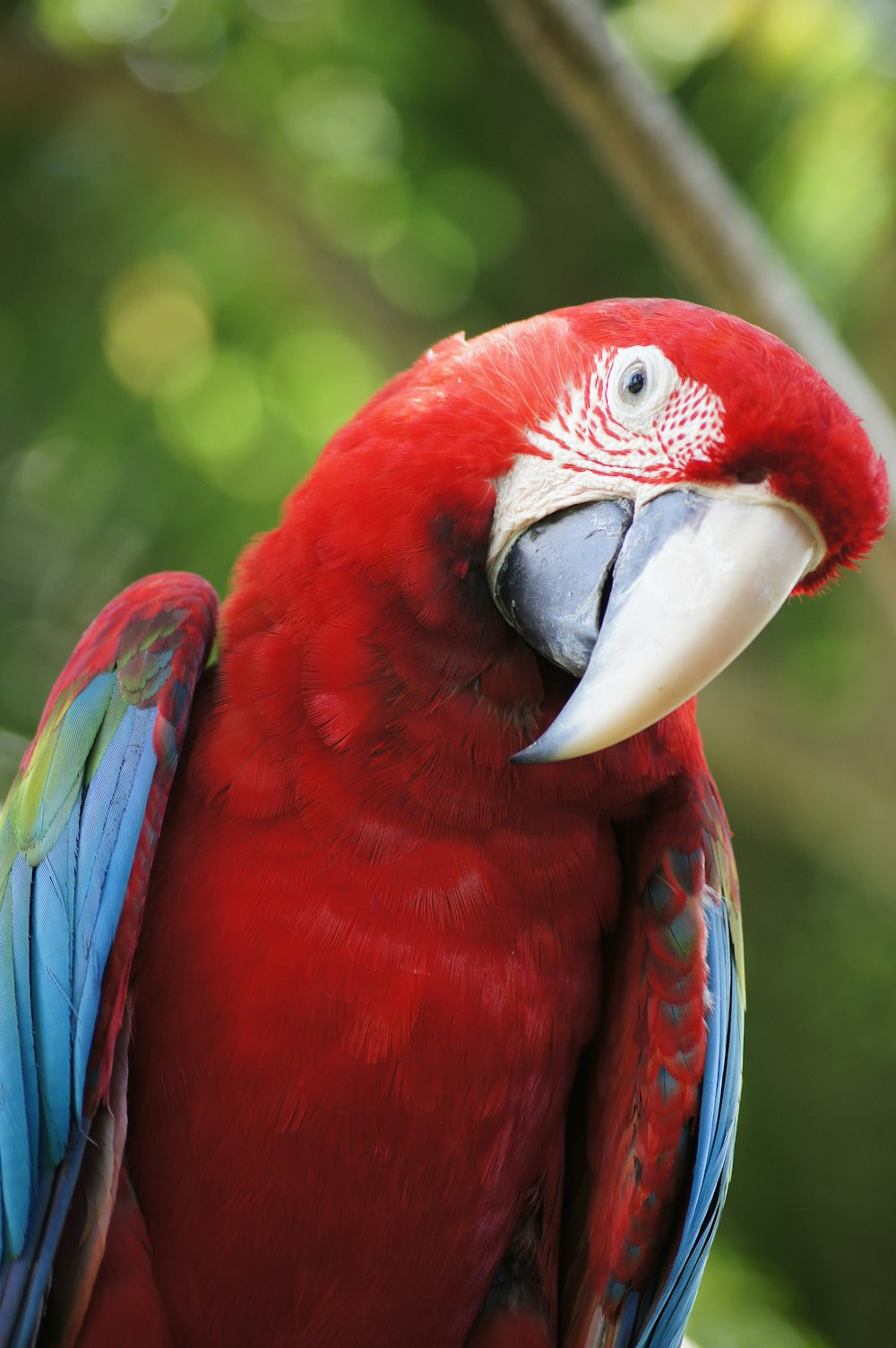 Foto de primer plano de guacamaya roja