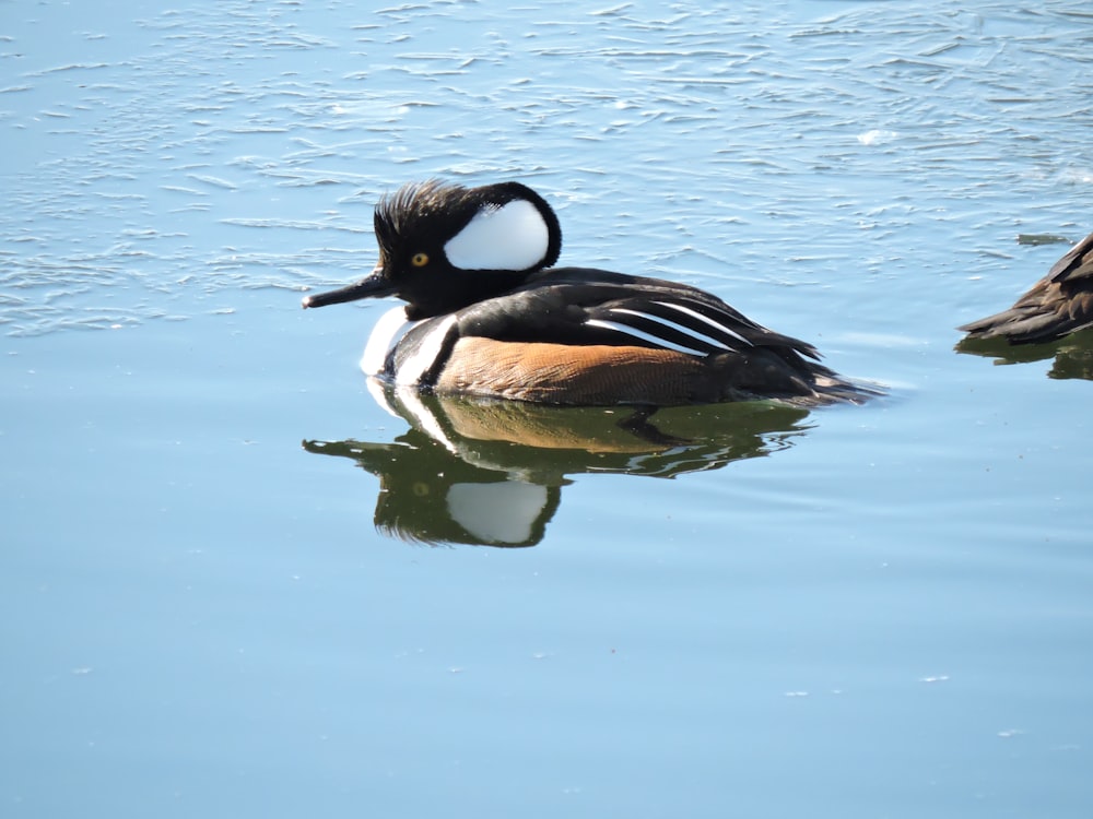 black and brown duck floating in water