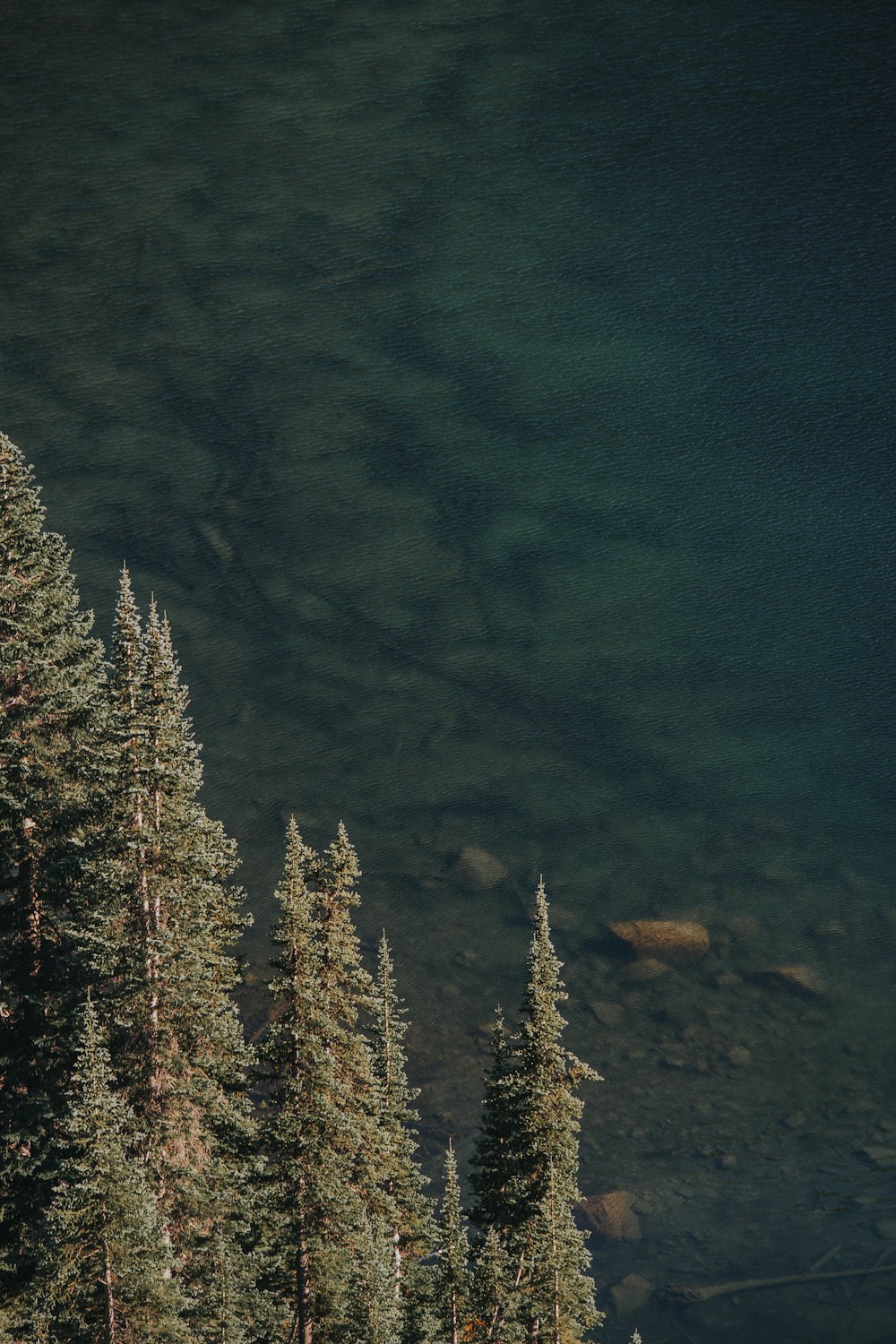 green leafed trees