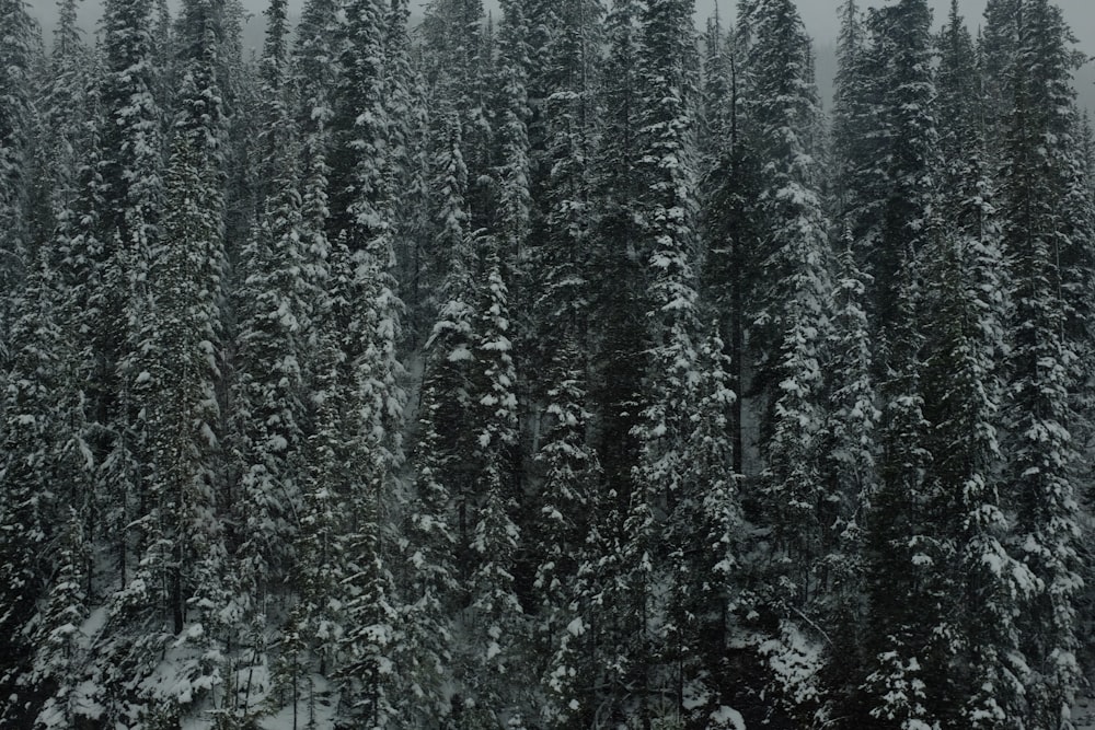 snow-covered pine tree at daytime