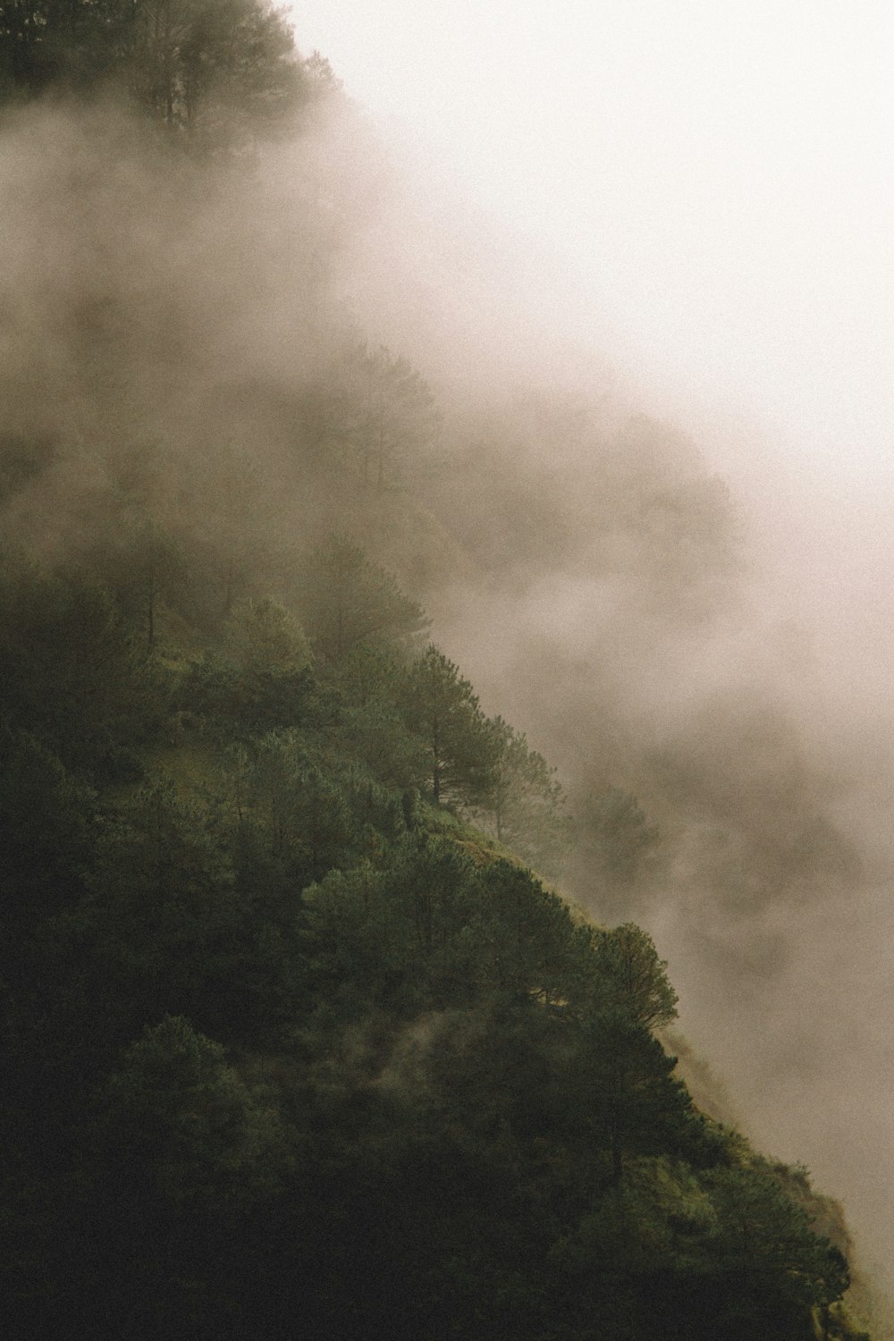 alberi a foglia verde