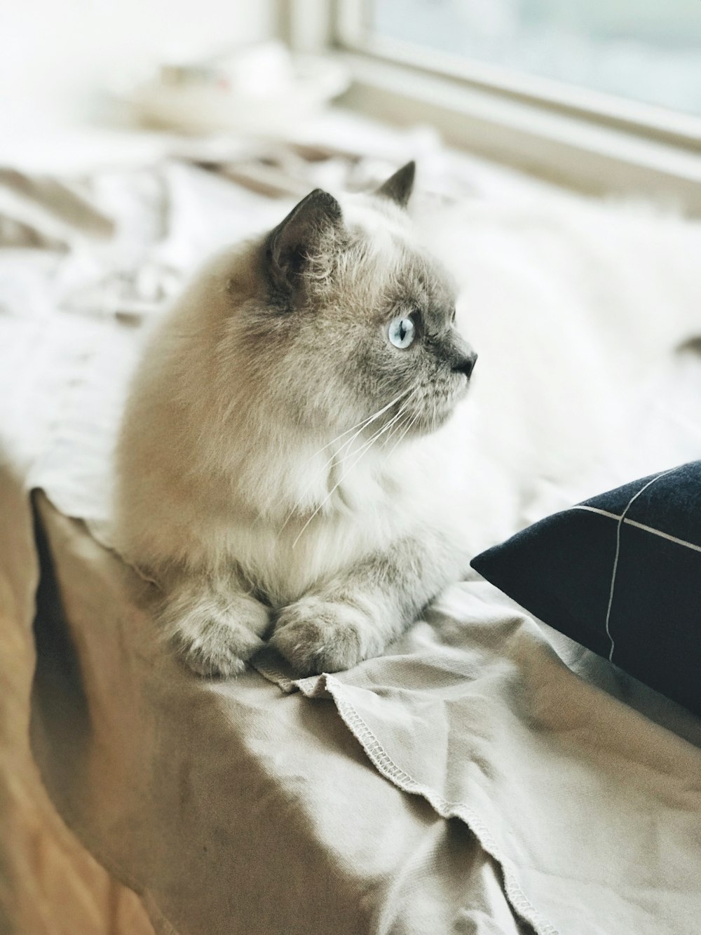 tilt-shift photography of kitten near window