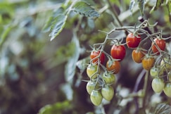 closeup photo of assorted-color tomatoes