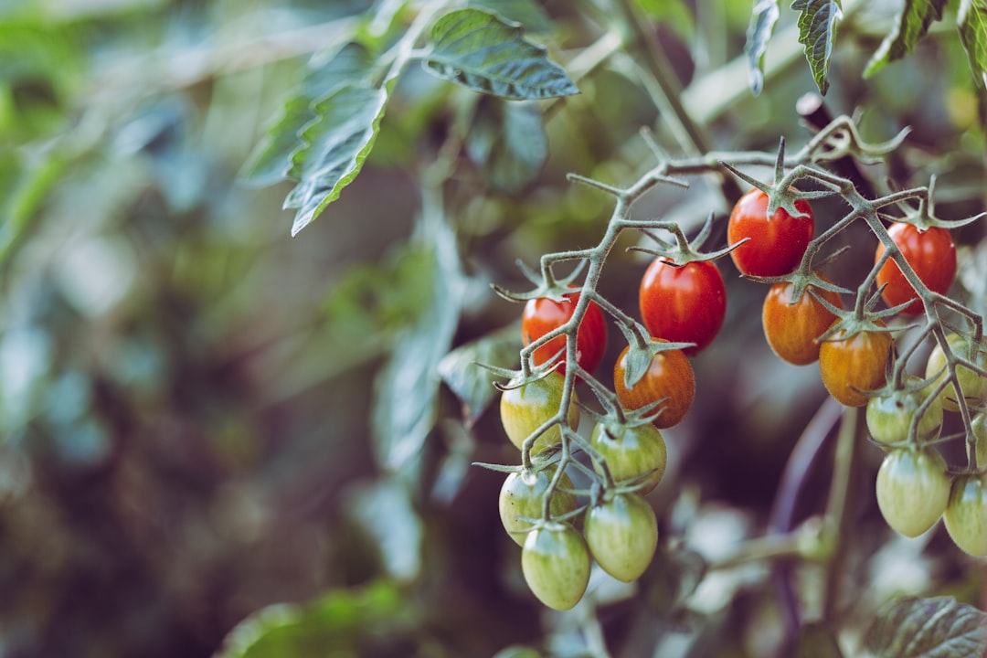 closeup photo of assorted-color tomatoes