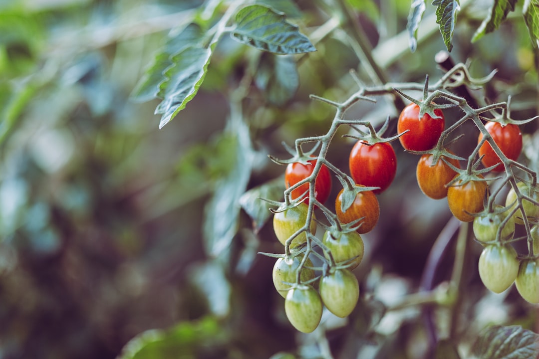 Les tomates sont-elles vraiment bonnes pour la santé ?