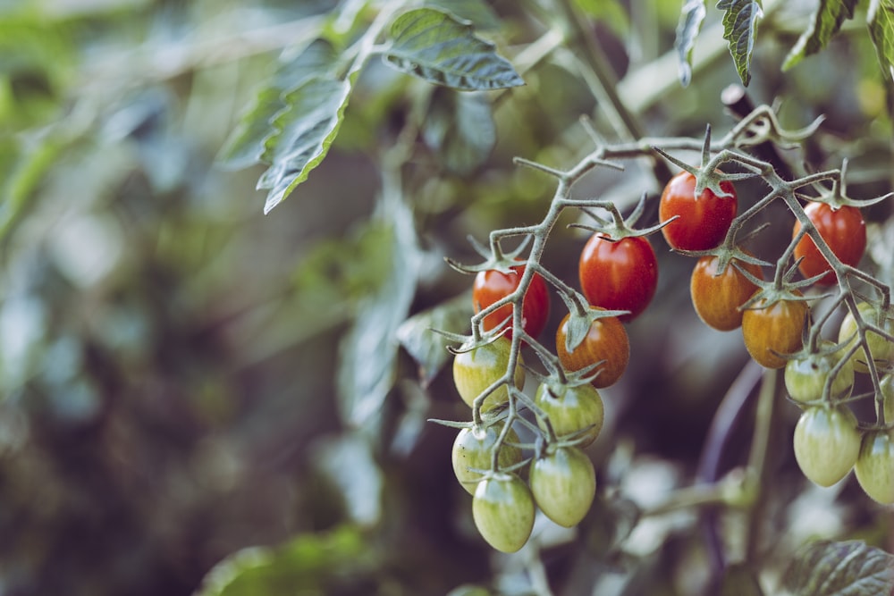 모듬 색상 토마토의 근접 촬영 사진