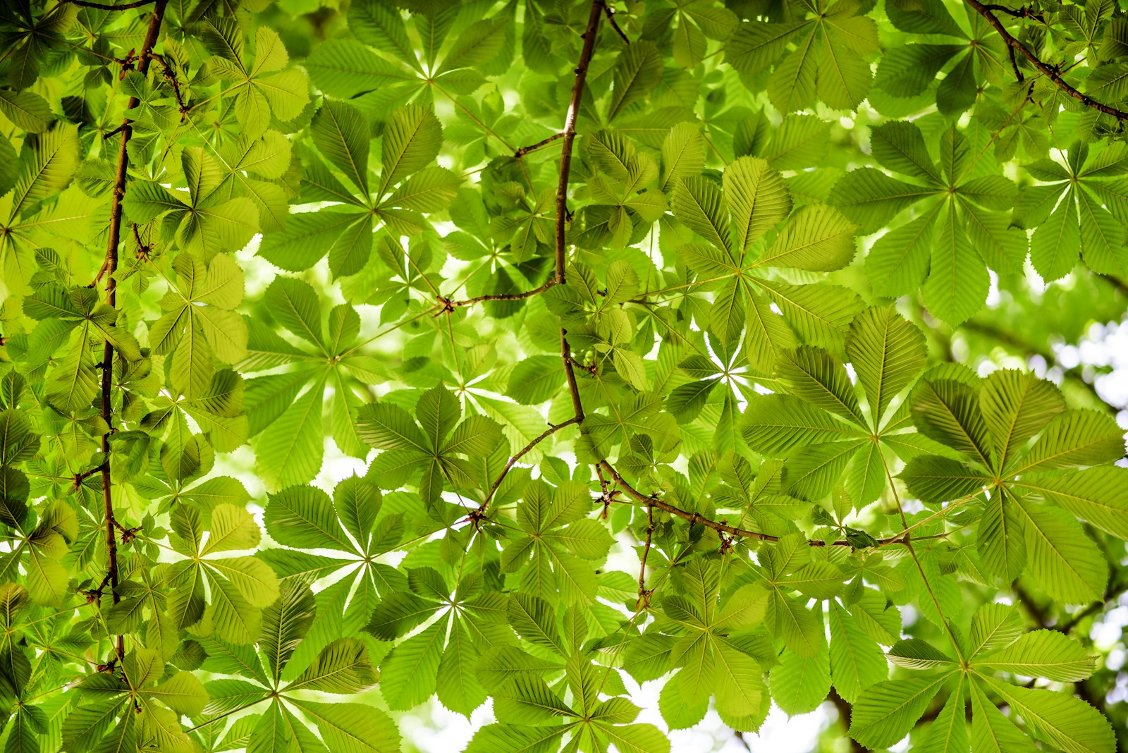 Nikon D800 sample photo. Green leaves photography