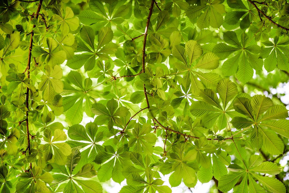 green leaves