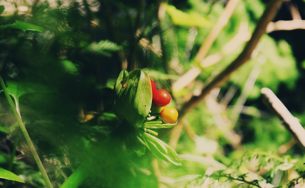 closeup photo green leafed plant