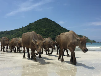 herd of black water buffalo lombok