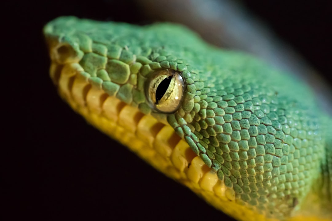 tilt-shift photography of green snake,