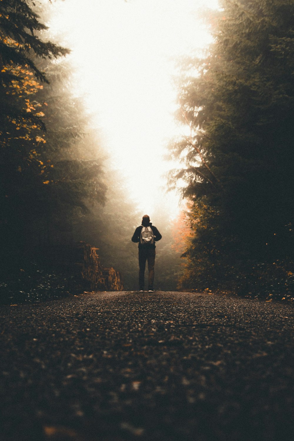 man person standing between tall trees