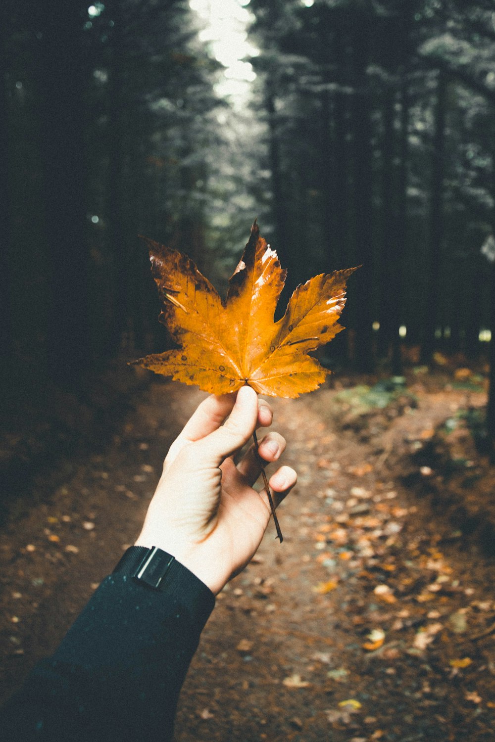 person holding brown maple leaf