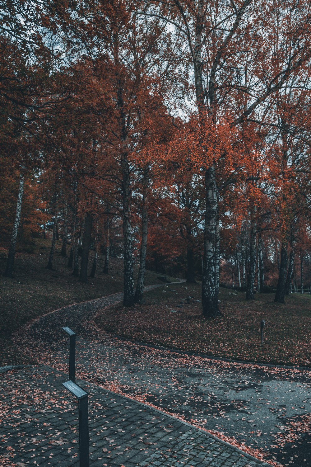 tress in park