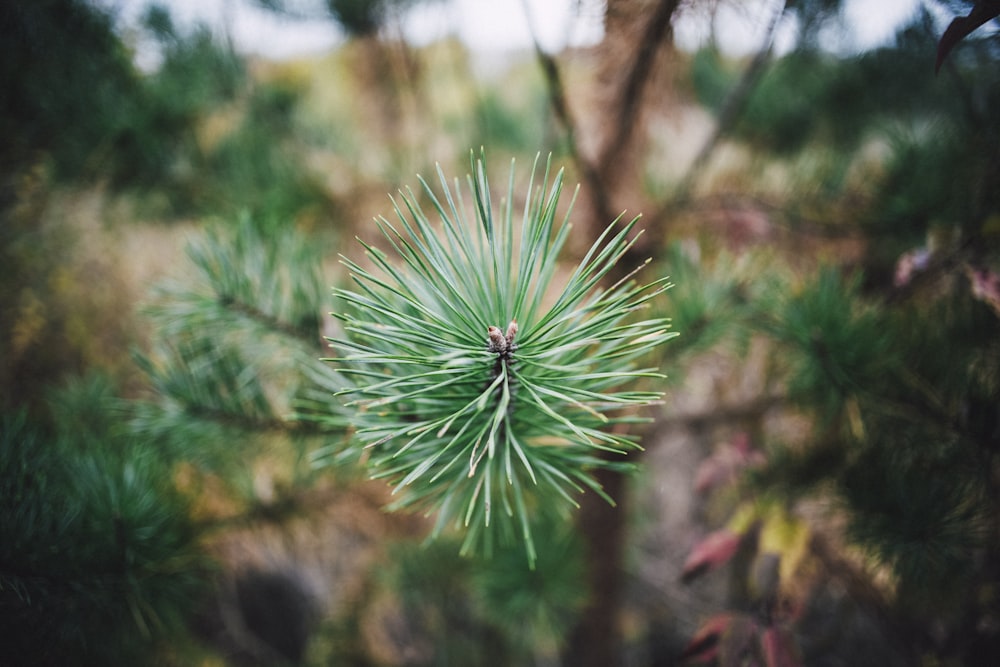 selective focus of green pine plant