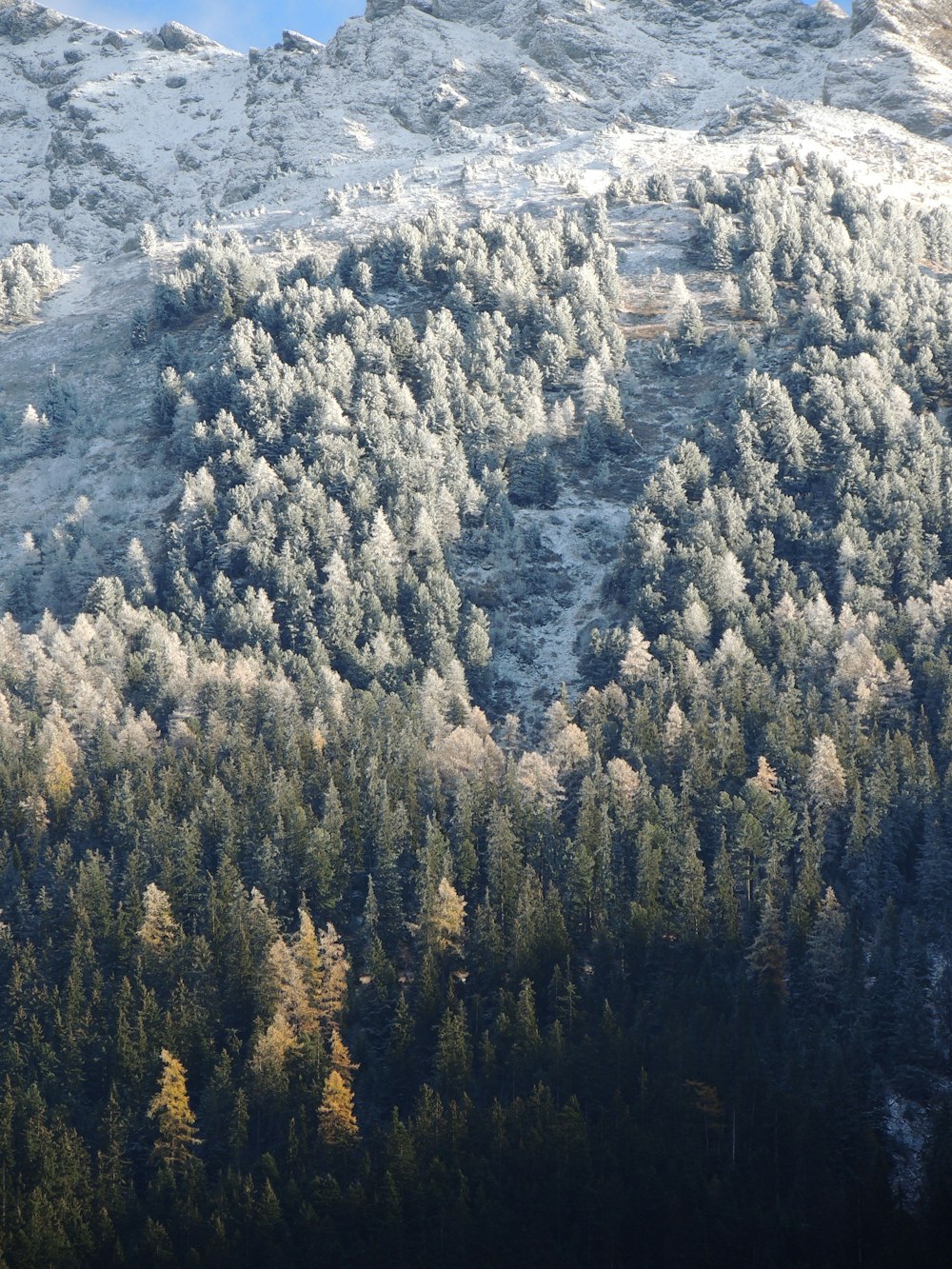 a snow covered mountain with trees in the foreground