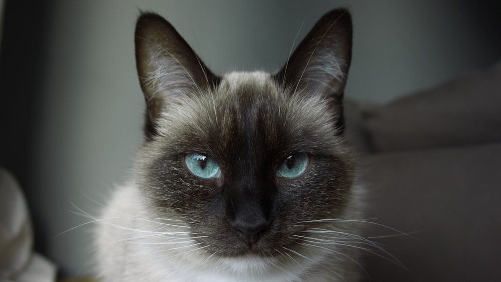 Foto de primer plano del gato siamés blanco y negro