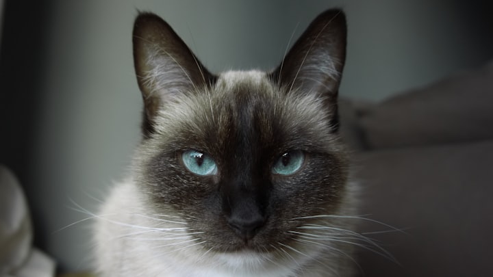 Siamese Mix Cats: A Guide to Their Characteristics and Care